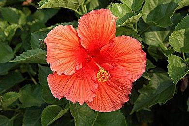 《哎呦！这么多美女呀！》Steam特别好评 福利拉满